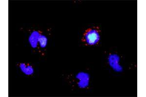 Proximity Ligation Analysis of protein-protein interactions between TRAF5 and TRAF3. (TRAF5 antibody  (AA 1-557))