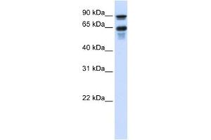 VGF antibody used at 1 ug/ml to detect target protein.