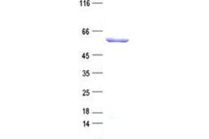 Validation with Western Blot (NUP62 Protein (His tag))