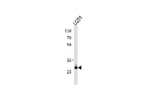 CNOT8 Antibody (C-term) (ABIN390421 and ABIN2840809) western blot analysis in  cell line lysates (35 μg/lane).