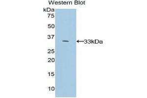 Western Blotting (WB) image for anti-Mitogen-Activated Protein Kinase 1 (MAPK1) (AA 104-342) antibody (ABIN1858738) (ERK2 antibody  (AA 104-342))