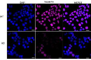 Immunocytochemical staining of HeLa cells using SAMHD1 antibody (ABIN7800270), 1:1,000), Top panel: wild-type (WT), Bottom panal: SAMHD1 shRNA knockdown (KD).