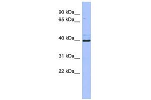 WB Suggested Anti-ZFP42 Antibody Titration:  0. (ZFP42 antibody  (Middle Region))