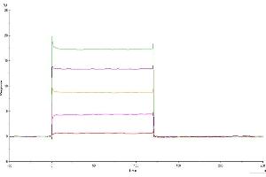 Surface Plasmon Resonance (SPR) image for Leukocyte Immunoglobulin-Like Receptor, Subfamily B (With TM and ITIM Domains), Member 1 (LILRB1) (AA 24-221) protein (His tag) (ABIN7275164)