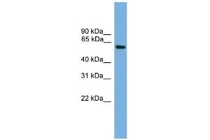 WB Suggested Anti-Klf11 Antibody Titration:  0. (KLF11 antibody  (Middle Region))