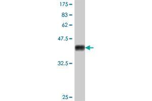 Western Blot detection against Immunogen (38. (PDGFC antibody  (AA 236-345))