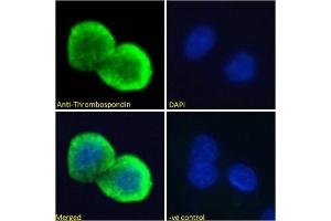 Immunoflorescence testing of permeabilized human HepG2 cells with Thrombospondin antibody at 10ug/ml. (Thrombospondin 1 antibody)