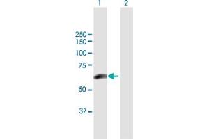 Western Blot analysis of PRKCSH expression in transfected 293T cell line by PRKCSH MaxPab polyclonal antibody. (PRKCSH antibody  (AA 1-398))