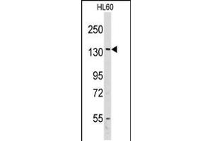 Western blot analysis of anti-VARS Antibody in HL60 cell line lysates (35ug/lane) (VARS antibody  (AA 679-707))