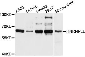 Western blot analysis of extracts of various cell lines, using HNRNPLL antibody (ABIN4903954) at 1:1000 dilution. (HNRPLL antibody)