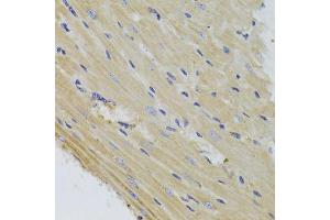Immunohistochemistry of paraffin-embedded mouse heart using FIS1 Antibody. (Fission 1 antibody  (AA 1-122))