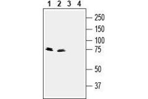 Western blot analysis of mouse (lanes 1 and 3) and rat (lanes 2 and 4) brain lysates: - 1,2. (Synapsin III antibody  (C-Term, Extracellular))