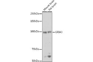 Western blot analysis of extracts of various cell lines, using GRI antibody (ABIN6127964, ABIN6141386, ABIN6141387 and ABIN6218189) at 1:500 dilution. (Glutamate Receptor 3 antibody  (AA 200-490))