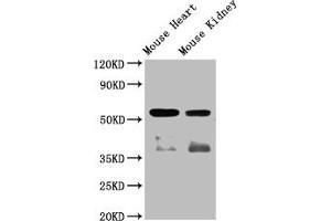 Western Blot Positive WB detected in: Mouse heart tissue,Mouse kidney tissue All lanes: ompF antibody at 1:2000 Secondary Goat polyclonal to rabbit IgG at 1/50000 dilution Predicted band size: 57 kDa Observed band size: 57 kDa (Angiopoietin 4 antibody  (AA 25-144))