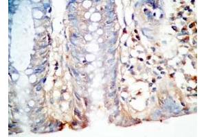 Human colon tissue was stained by Rabbit AntiPYY (3-19) (Human) Antibody (Peptide YY antibody  (AA 3-19))