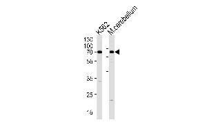 EAIP1 Antibody (N-term) (ABIN1881302 and ABIN2838451) western blot analysis in K562 cell line and mouse cerebellum tissue lysates (35 μg/lane). (EPM2AIP1 antibody  (N-Term))