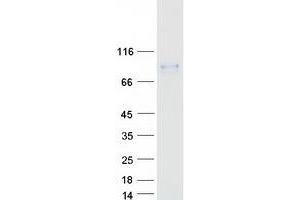 Validation with Western Blot (HCLS1 Protein (Myc-DYKDDDDK Tag))