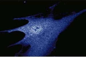Immunofluorescence staining of WI-38 cells (Human lung fibroblasts, ATCC CCL-75). (HSP90 antibody  (AA 586-732))