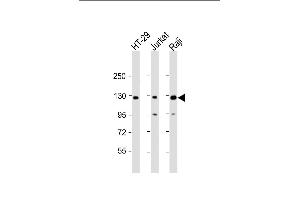 All lanes : Anti-RBL2 Antibody (N-term) at 1:2000 dilution Lane 1: HT-29 whole cell lysate Lane 2: Jurkat whole cell lysate Lane 3: Raji whole cell lysate Lysates/proteins at 20 μg per lane. (p130 antibody  (N-Term))