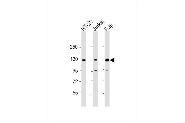 p130 anticorps  (N-Term)