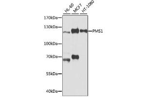 Western blot analysis of extracts of various cell lines, using PMS1 antibody (ABIN1874173) at 1:1000 dilution. (PMS1 antibody)