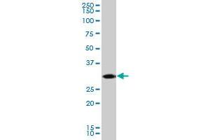 CDK5 MaxPab polyclonal antibody. (CDK5 antibody  (AA 1-292))