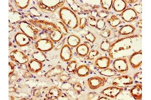 Immunohistochemistry of paraffin-embedded human kidney tissue using ABIN7143250 at dilution of 1:100 (APEH antibody  (AA 201-500))