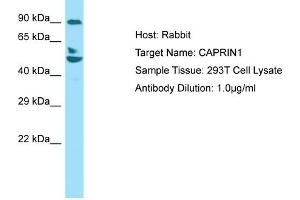Host: RabbitTarget Name: CAPRIN1Antibody Dilution: 1. (Caprin-1 antibody  (C-Term))