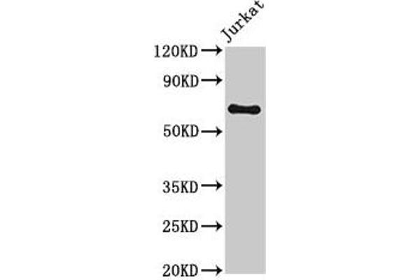 GNL1 抗体  (AA 251-500)