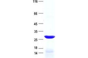 Validation with Western Blot (PPP1R42 Protein (His tag))