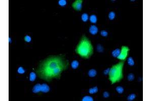 Anti-MAPRE2 mouse monoclonal antibody (ABIN2454552) immunofluorescent staining of COS7 cells transiently transfected by pCMV6-ENTRY MAPRE2 (RC200259). (MAPRE2 antibody)