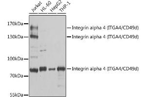 Western blot analysis of extracts of various cell lines, using Integrin alpha 4 (ITG/CD49d) antibody (ABIN3021105, ABIN3021106, ABIN3021107 and ABIN6213953) at 1:1000 dilution. (ITGA4 antibody  (C-Term))