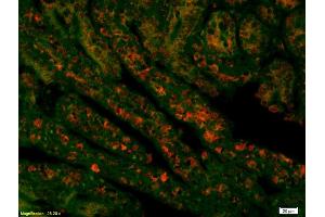 Formalin-fixed and paraffin embedded mouse intestine labeled with Rabbit Anti Acetyl-Histone H4(K16) Polyclonal Antibody, Unconjugated (ABIN1387532) at 1:200, overnight at 4°C, The secondary antibody was Goat Anti-Rabbit IgG, Cy3 conjugated used at 1:200 dilution for 40 minutes at 37°C. (Histone H4 antibody  (acLys17))