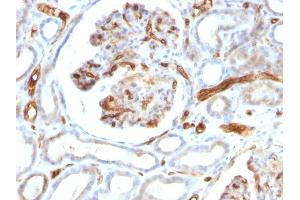 Formalin-fixed, paraffin-embedded human Kidney stained with Adiponectin Mouse Monoclonal Antibody (ADPN/1370). (ADIPOQ antibody  (AA 145-226))