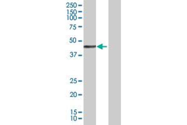 GLI4 antibody  (AA 1-376)