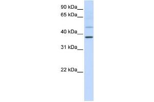 Western Blotting (WB) image for anti-POU Class 6 Homeobox 1 (POU6F1) antibody (ABIN2459125)