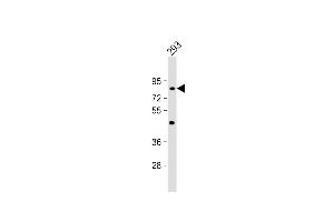 Western Blotting (WB) image for anti-Thrombospondin-Type Laminin G Domain and EAR Repeats (TSPEAR) (AA 293-320) antibody (ABIN653223)