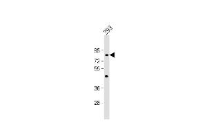 Anti-C21orf29 Antibody (Center) at 1:1000 dilution + 293 whole cell lysate Lysates/proteins at 20 μg per lane. (TSPEAR antibody  (AA 293-320))