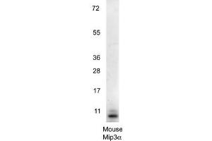 Western blot using  anti-Mouse MIP3a antibody shows detection of a band ~11 kDa in size corresponding to recombinant mouse MIP3a. (CCL20 antibody)