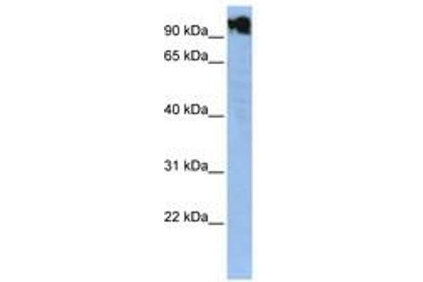 ZFY antibody  (N-Term)