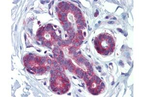 Anti-HOXA5 antibody IHC staining of human breast. (HOXA5 antibody  (C-Term))
