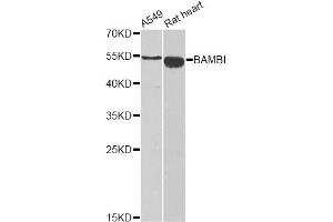 Western blot analysis of extracts of various cell lines, using BAMBI antibody (ABIN2561326) at 1:1000 dilution. (BAMBI antibody)