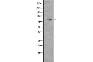 Western blot analysis of MAGD4 expression in U373 cell lysate;,The lane on the left is treated with the antigen-specific peptide. (MAGED4B antibody  (Internal Region))