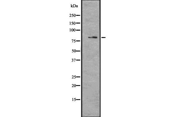 MAGED4B antibody  (Internal Region)