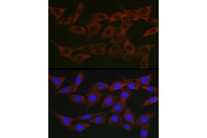 Immunofluorescence analysis of NIH/3T3 cells using WNK3 Rabbit pAb (ABIN7271382) at dilution of 1:200 (40x lens). (WNK3 antibody  (AA 500-600))