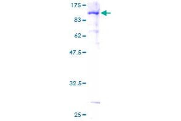 AF9 Protein (AA 1-568) (GST tag)