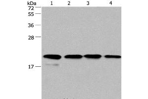 PPIF antibody