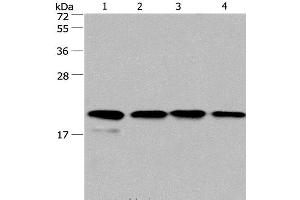 Western Blot analysis of PC3 and 293T cell, Human liver cancer tissue and hela cell using Cyclophilin F Polyclonal Antibody at dilution of 1:500 (PPIF antibody)