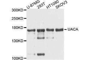Western blot analysis of extracts of various cell lines, using UACA antibody (ABIN5996399) at 1/1000 dilution.