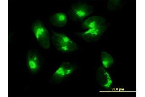 Immunofluorescence of purified MaxPab antibody to ACBD3 on HeLa cell. (ACBD3 antibody  (AA 1-528))